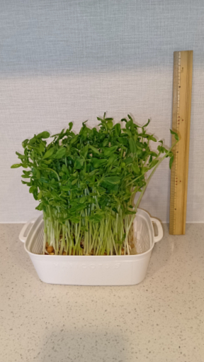 袋から出した時の写真